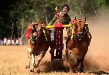 Mengenal Karapan Sapi, Tradisi Balap Sapi yang Menjadi Identitas Madura