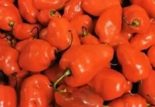 Lado Kambuik Sambal Tradisonal Minangkabau Pedas Menggugah Selera