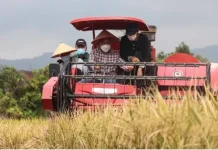 Pengembangan Komoditas Lokal dan Inovasi Teknologi Pertanian Tanah Datar