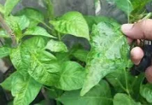 Cara Mengatasinya Daun Cabai Keriting