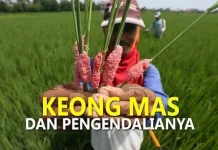 Menangani Hama Keong pada Padi