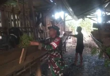 Babinsa Suliki Rawat Ternak Kambing Warga Binaan