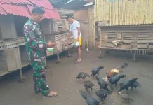 Babinsa Payakumbuh Dampingi Warga Pakan Ayam Kampung