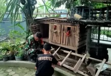 Babinsa Harau Dampingi Warga Rawat Ayam Kampung