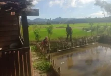 Babinsa Akabiluru Bersama Warga Beri Pakan Ikan