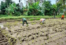 Babinsa Akabiluru Dampingi Warga Tanam Padi Sawah