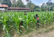Babinsa Suliki Bantu Warga Rawat Tanaman Jagung