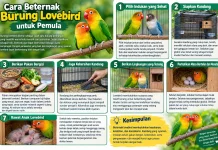 Cara Beternak Burung Lovebird untuk Pemula