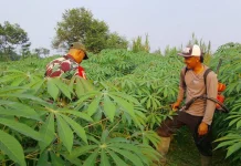 Babinsa Harau Bersama Warga Rawat Tanaman Ubi