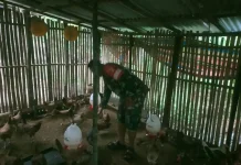 Babinsa Suliki Kembangkan Budidaya Ayam Petelur Elba