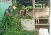 Babinsa Payakumbuh Bantu Warga dengan Usaha Ternak