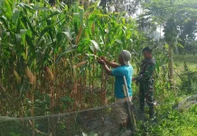 Babinsa Payakumbuh Bantu Warga Rawat Jagung