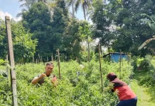 Babinsa Suliki Dampingi Warga Panen Cabai Produktif