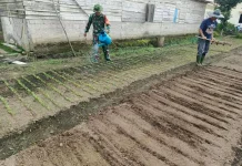 Babinsa Harau Dampingi Warga Rawat Kebun Kangkung