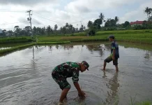 Babinsa Akabiluru Bantu Warga Siapkan Lahan Padi