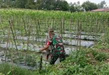Babinsa Payakumbuh Bantu Warga Rawat Tanaman Timun