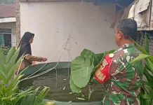Babinsa Payakumbuh Dorong Budidaya Nila Pakan Daun Talas