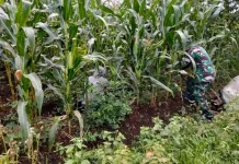 Babinsa Suliki Dampingi Perawatan Tanaman Jagung Warga