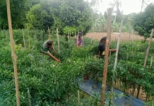 Babinsa Suliki Rawat Cabai Merah Seluas 600 Meter