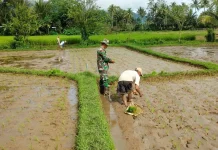Babinsa Akabiluru Dampingi Warga Tanam Padi Sawah