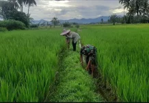 Babinsa Harau Dorong Ekonomi Warga Budidaya Kangkung Bika