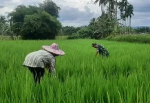 Babinsa Akabiluru Bantu Petani Siangi Gulma Padi
