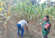 Babinsa Suliki Rawat Tanaman Jagung Bersama Warga