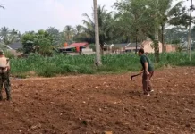 Babinsa Akabiluru Dampingi Warga Rawat Tanaman Jagung