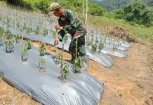 Babinsa Suliki Dampingi Warga Rawat Tanaman Cabai
