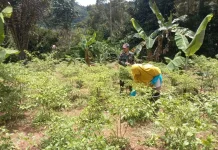Babinsa Harau Dampingi Warga Rawat Cabai Rawit