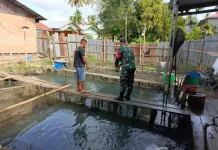 Babinsa Payakumbuh Bantu Warga Budidaya Ikan Nila