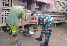 Babinsa Payakumbuh Dorong Warga Budidaya Ayam Kampung