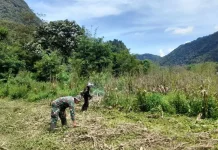 Babinsa Suliki Bersama Warga Bersihkan Lahan Jagung