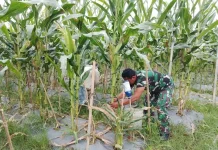 Babinsa Akabiluru Turun Sawah, Bersihkan Gulma Jagung Bersama Warga
