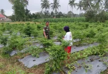 Babinsa Harau Rawat 400 Meter Lahan Cabai, Gulma Dibersihkan Bersama Warga