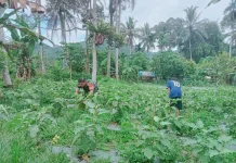 Babinsa Payakumbuh Rawat 1.500 Meter Lahan Terong Bersama Warga