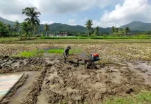 usai Panen, Babinsa Akabiluru Kembali Siapkan Lahan Padi