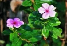 Mengenal daun Tapak Dara Tanaman Hias yang Memiliki Potensi untuk Kesehatan