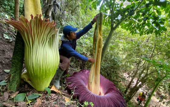 Bunga Bangkai Langka Mekar di Kawasan Pemancar RRI Bukittinggi