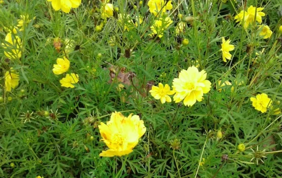 Tidak Sekedar Bunga, Kelikir Kaya dengan Manfaat Menakjubkan untuk Kesehatan