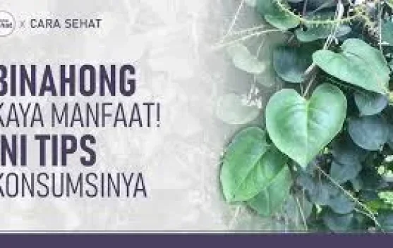 Daun Binahong Kaya Manfaat - RRI.co.id