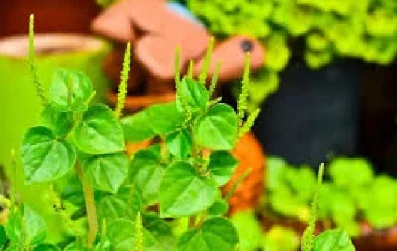 Mengenal Manfaat Gulma "Peporomia Pellucida"