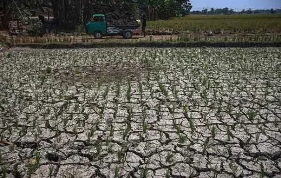 Fenomena El Niño: Dampak dan Tantangan bagi Lingkungan