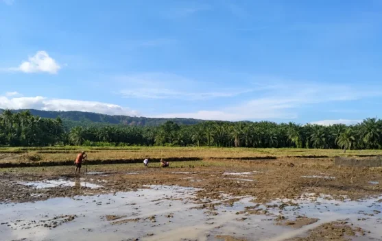 Pemkab Agam Gencarkan Program Rehabilitasi Lahan Pertanian 250 Hektar
