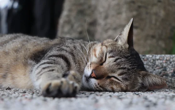 Rahasia di Balik Kebiasaan Tidur Panjang pada Kucing
