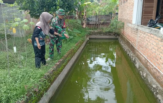 Babinsa Harau Rutin Kembangkan Budidaya Ikan Nila