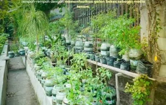 Memanfaatkan Galon Bekas Menjadi Kebun Berkelas