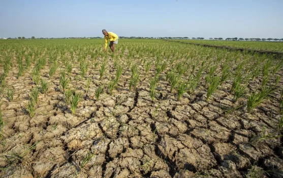 Elnino, dan Dampaknya dalam Lingkungan Skala Global