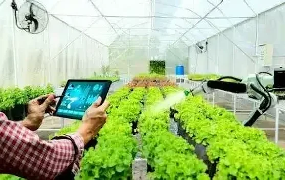 Modal Terbatas Tetap Bisa Cuan, Ini 5 Peluang UMKM yang Menjanjikan