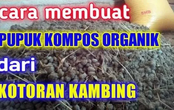 Cara Membuat Pupuk Cair Dari Kotoran Kambing